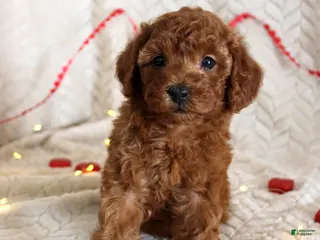 Toy Poodle dogs Chloe - Ad 17