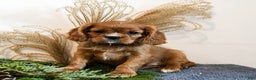 Cavalier King Charles Spaniel dogs for sale: Blaze - Ad 1