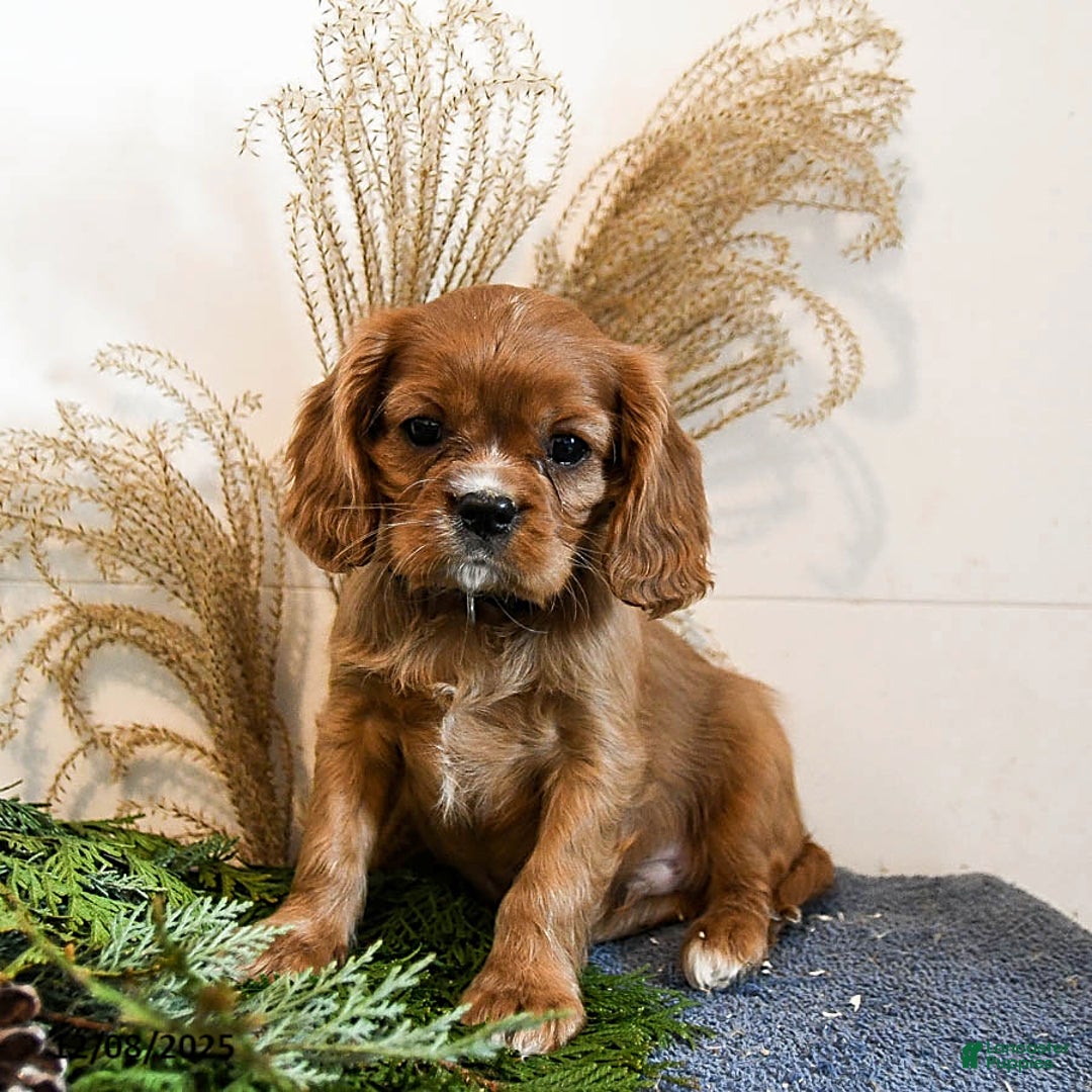 Cavalier King Charles Spaniel dogs for sale: Blaze - Ad 1