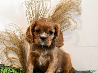 Cavalier King Charles Spaniel dogs Blaze - Ad 16