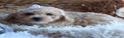 Miniature Poodle dogs for sale: LEO - Ad 13