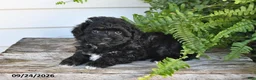 Maltipoo dogs for sale: Bear - Ad 4
