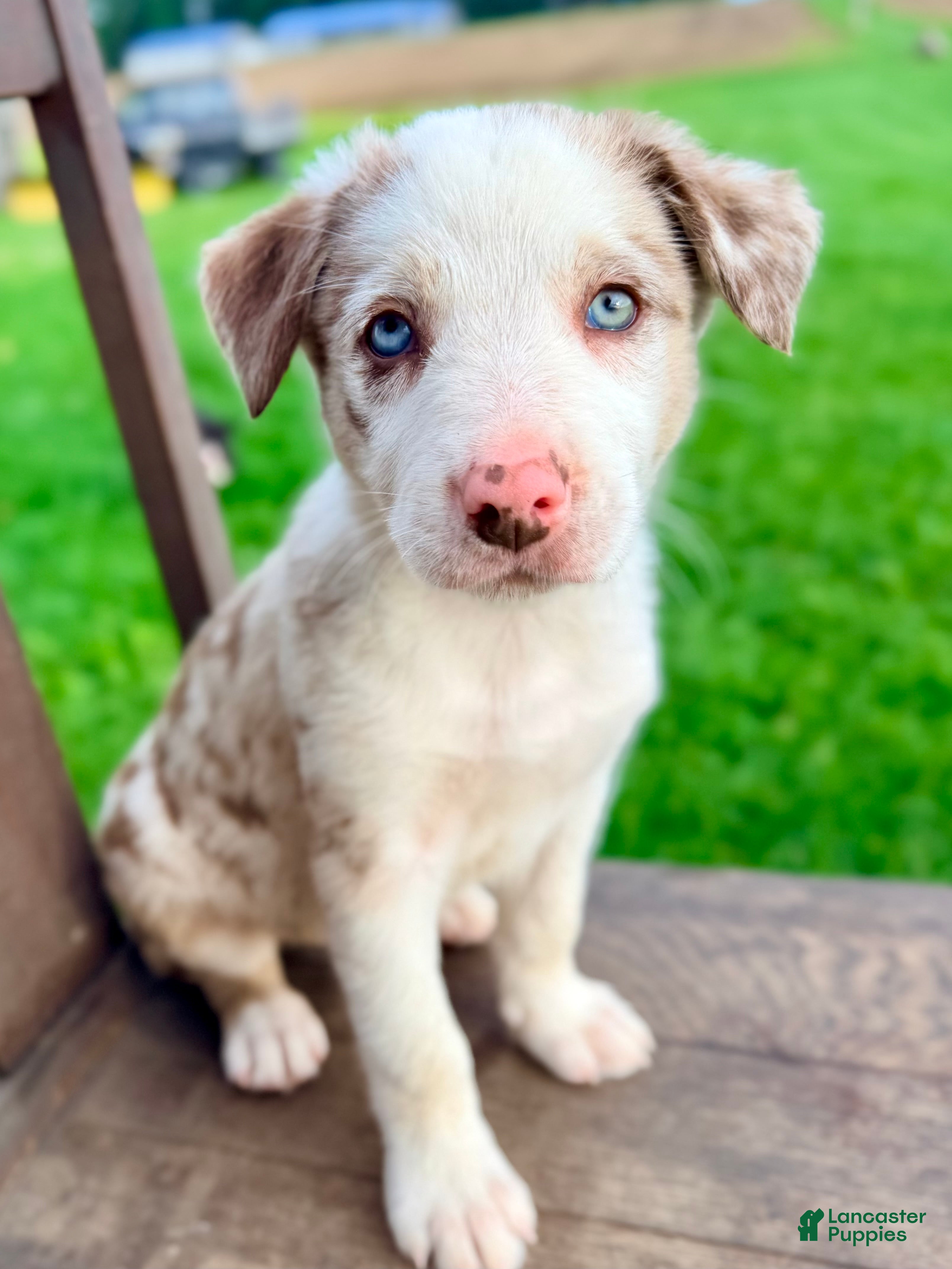 Border Collie dogs Archie - Ad 1
