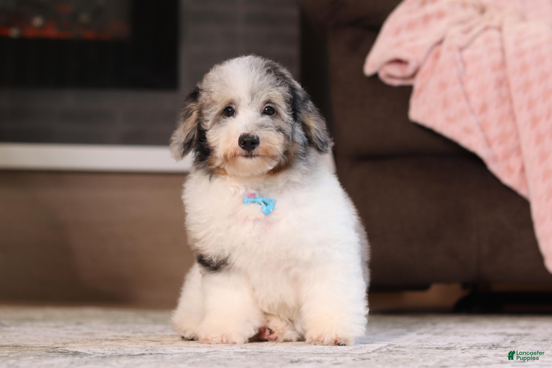 Miniature Poodle dogs Bandit (AKC) - Ad 2