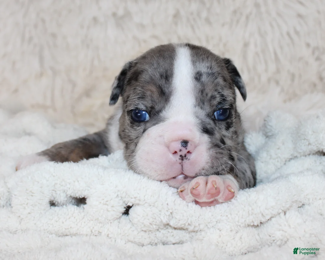 English Bulldog dogs for sale: Nikki - Ad 2