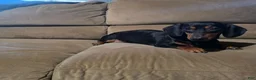 Miniature Dachshund dogs for sale: Hazel  - Ad 10