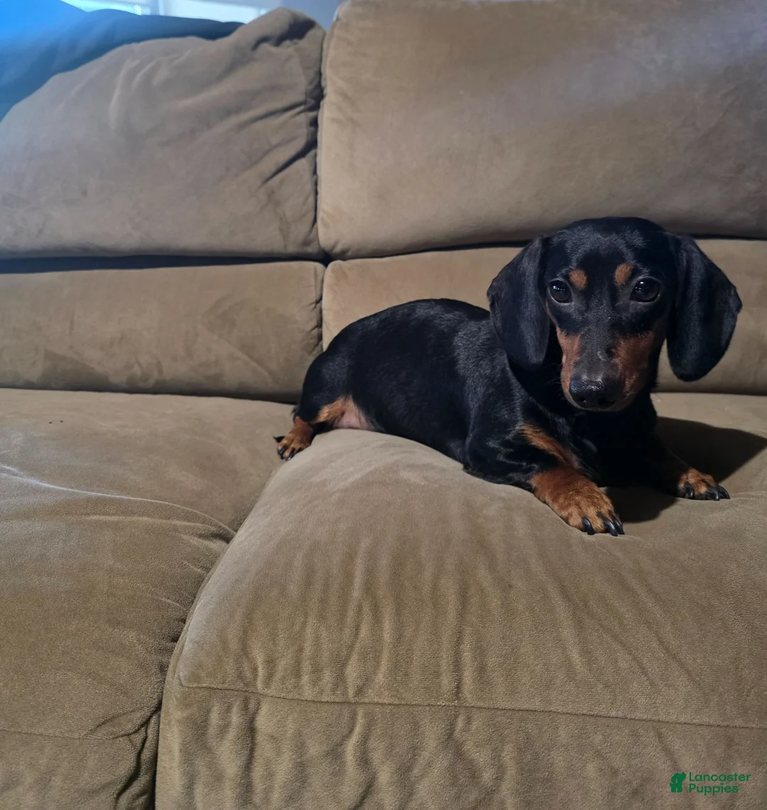 Miniature Dachshund dogs for sale: Hazel  - Ad 10