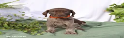 German Shorthaired Pointer dogs for sale: Murphy - Ad 5