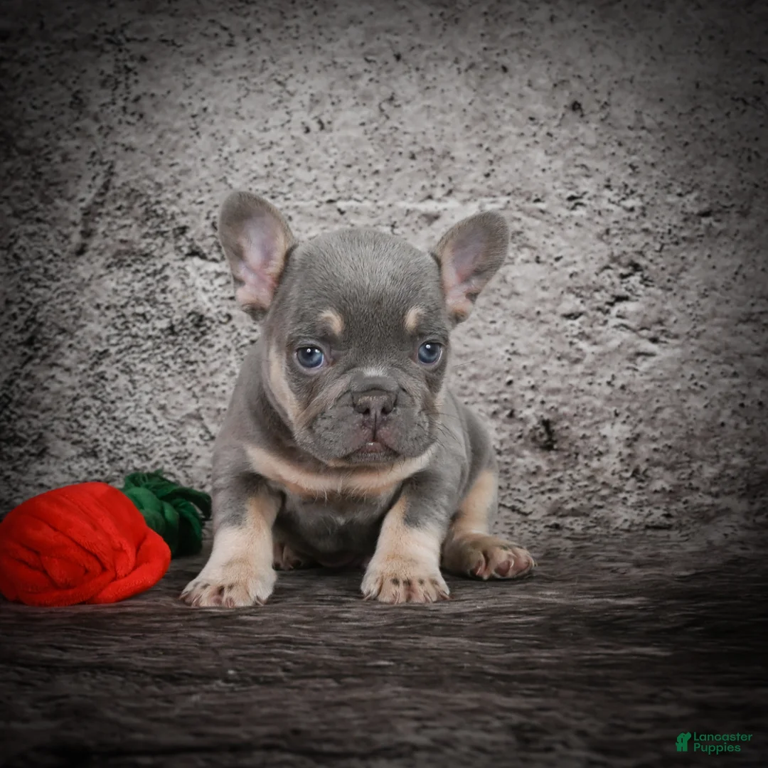French Bulldog dogs for sale: OLIVER - Ad 3