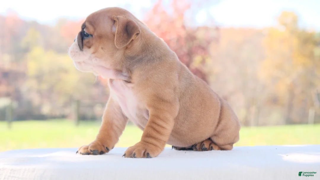 English Bulldog dogs for sale: Poppy - Ad 6