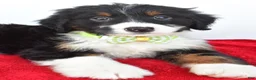 Mini Bernedoodle dogs for sale: Leo - Ad 7