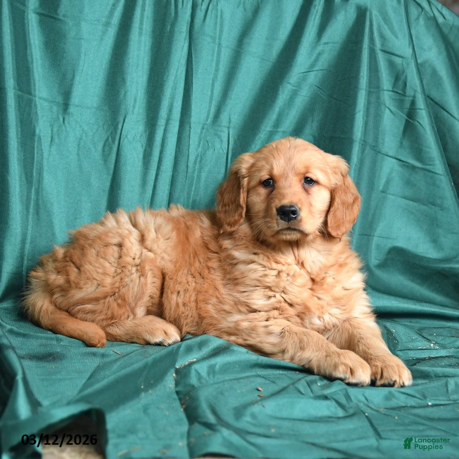 Golden Retriever dogs Sasha - Ad 2
