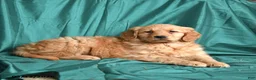 Golden Retriever dogs for sale: Sasha - Ad 2