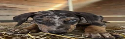 Catahoula Leopard Dog dogs for sale: Tigger 2026 Male 1 - Ad 4