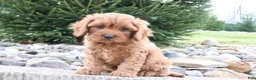 Cavapoo dogs for sale: Cooper - Ad 3