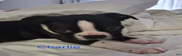 Boston Terrier dogs for sale: Charlie - Ad 3