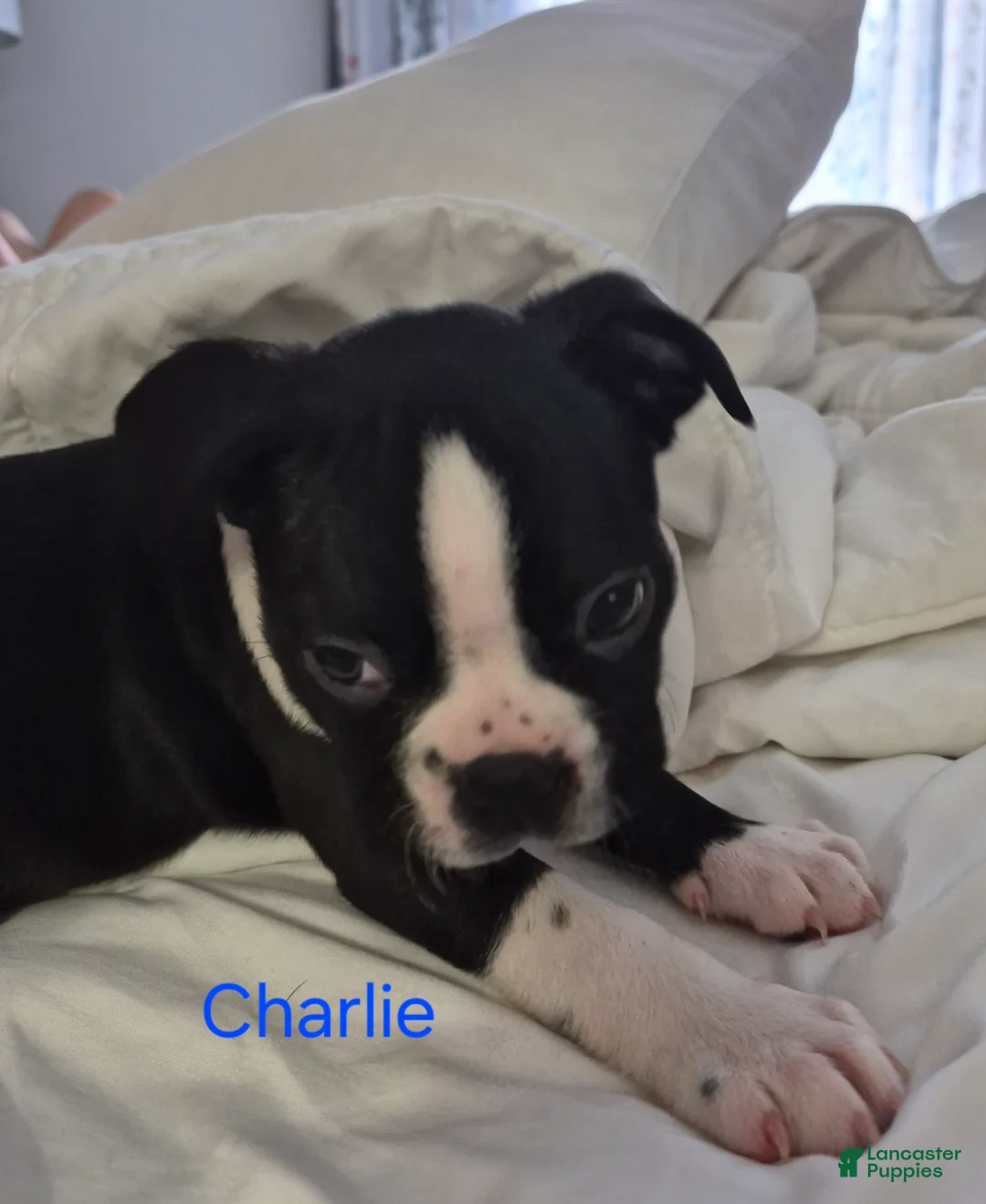 Boston Terrier dogs for sale: Charlie - Ad 3
