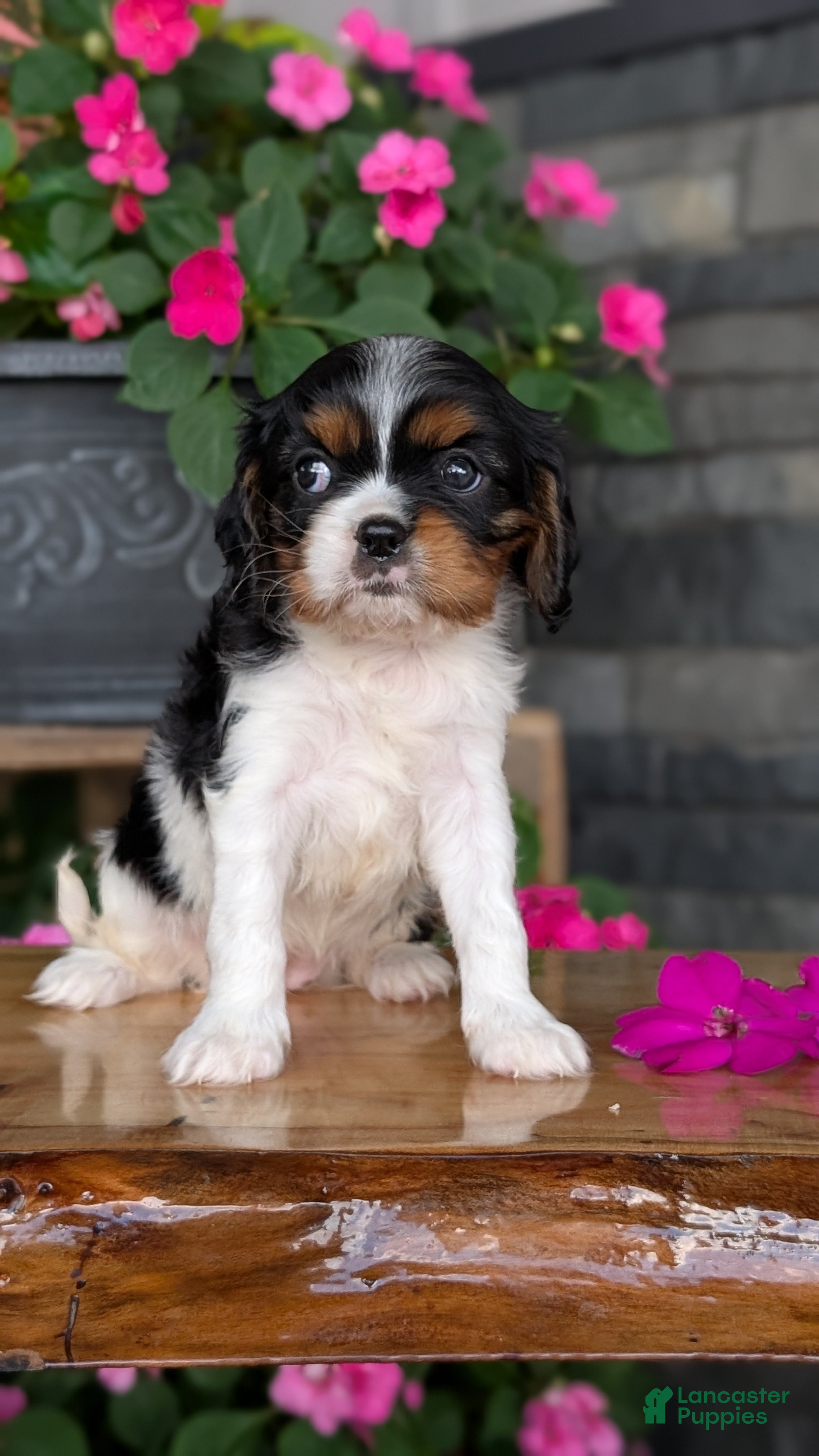 Cavalier King Charles Spaniel dogs Luna - Ad 2