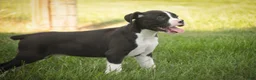 Boxer dogs for sale: Prince - Ad 6
