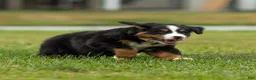 Bernese Mountain Dog dogs for sale: Bryan Bernese Mountain Dog  - Ad 5