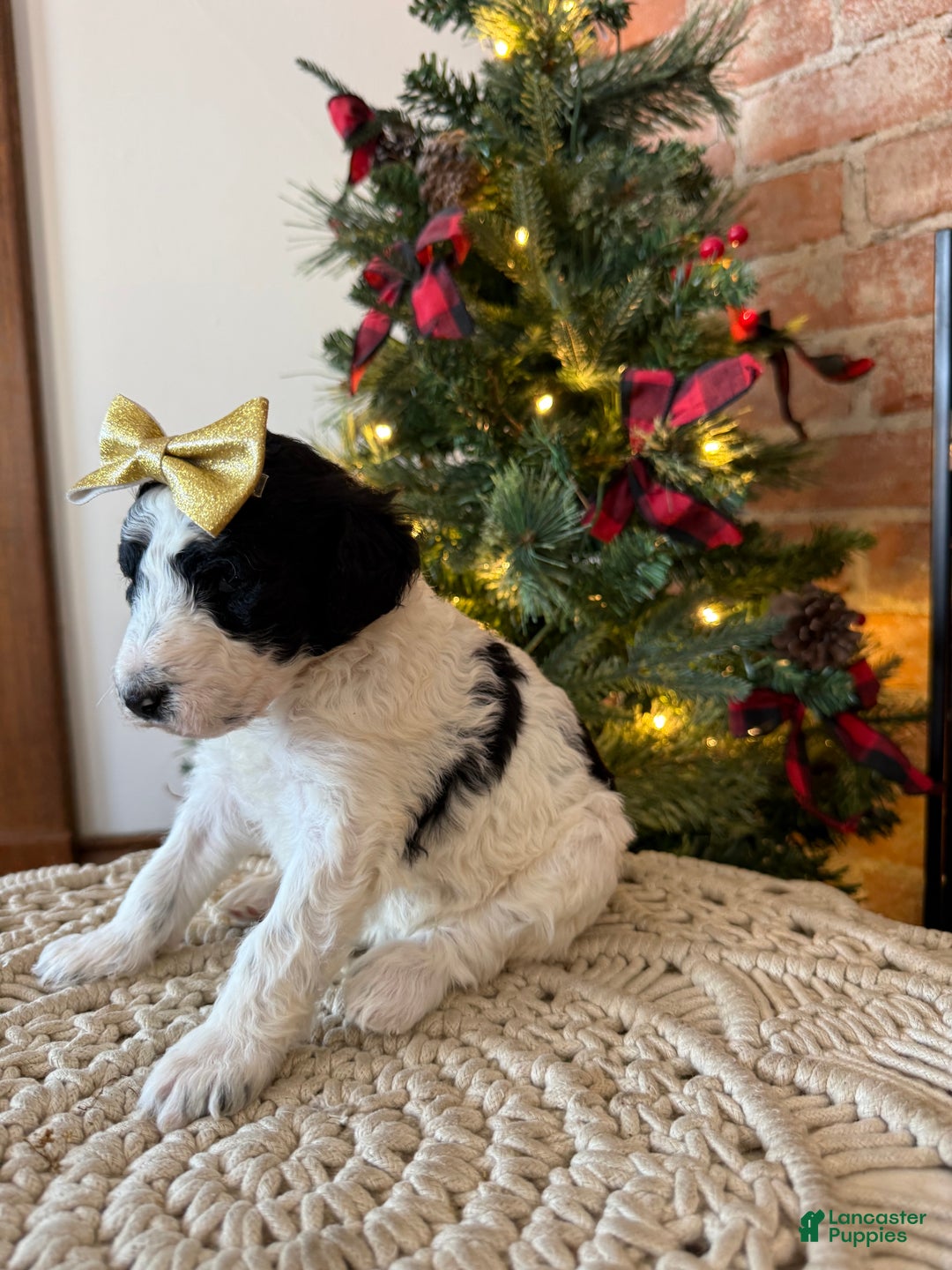 Mixed Breed dogs for sale: Patty - Ad 2