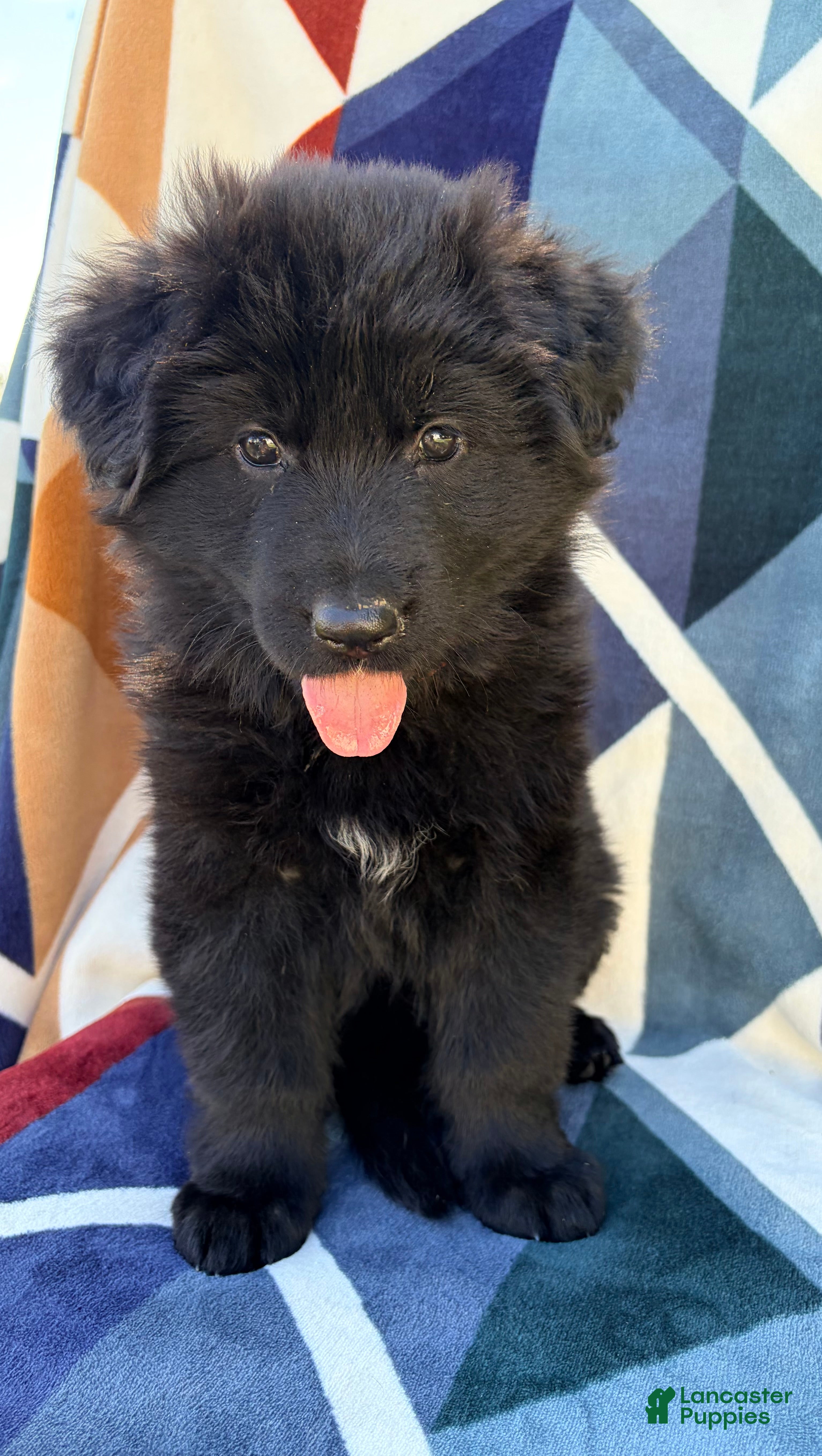 German Shepherd dogs Long Coat Female - Ad 1