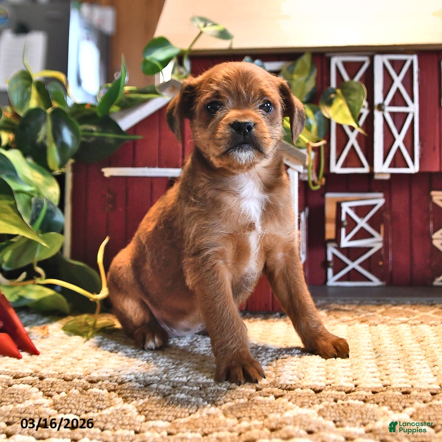 Mixed Breed dogs Rosie - Ad 2