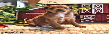 Rosie