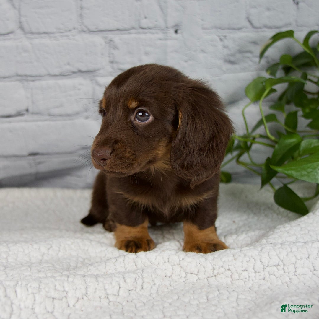 Miniature Dachshund dogs for sale: Drew - Ad 4