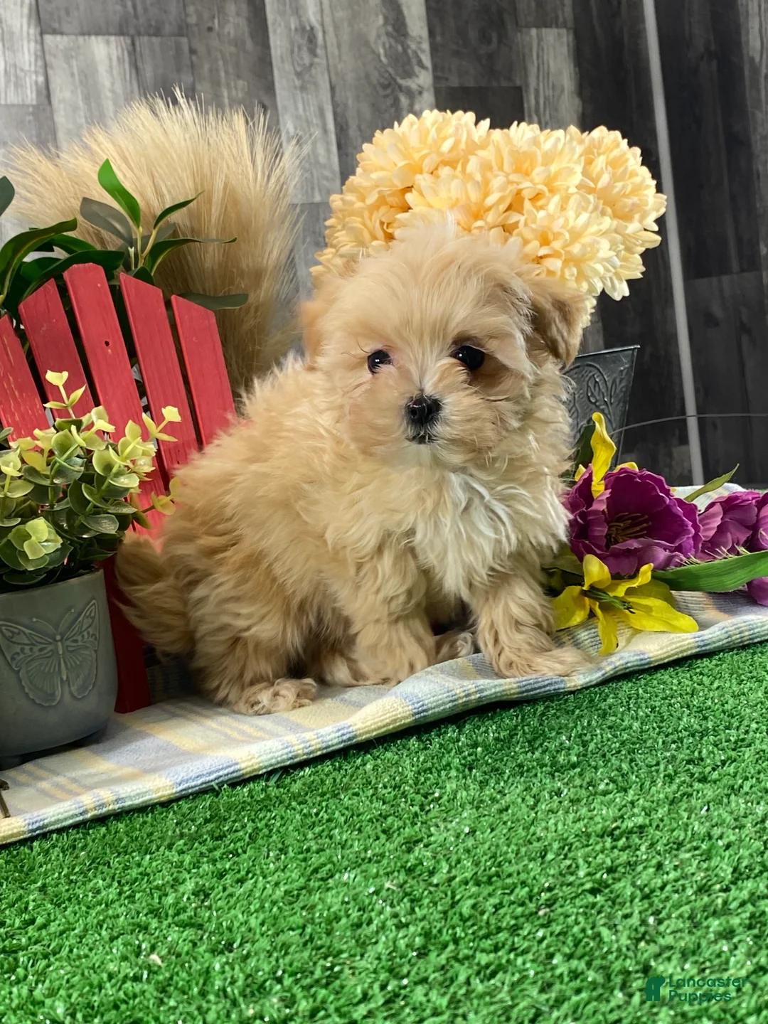 Maltipoo dogs for sale: Maple  - Ad 4