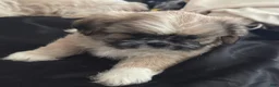 Mixed Breed dogs for sale: Peke- Tzu Pup 3 - Ad 6