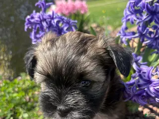 Mixed Breed dogs Nutmeg - Ad 4