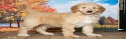 Goldendoodle dogs for sale: Lady - Ad 3