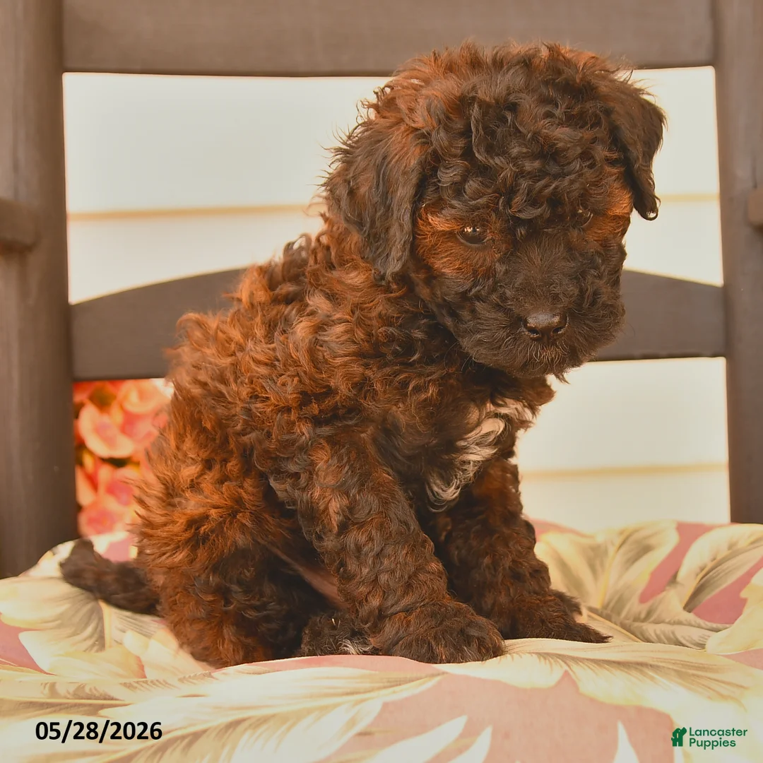 Miniature Poodle dogs for sale: Jack  - Ad 3