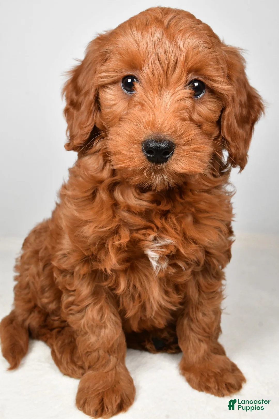 Goldendoodle dogs for sale: daisy - Ad 1