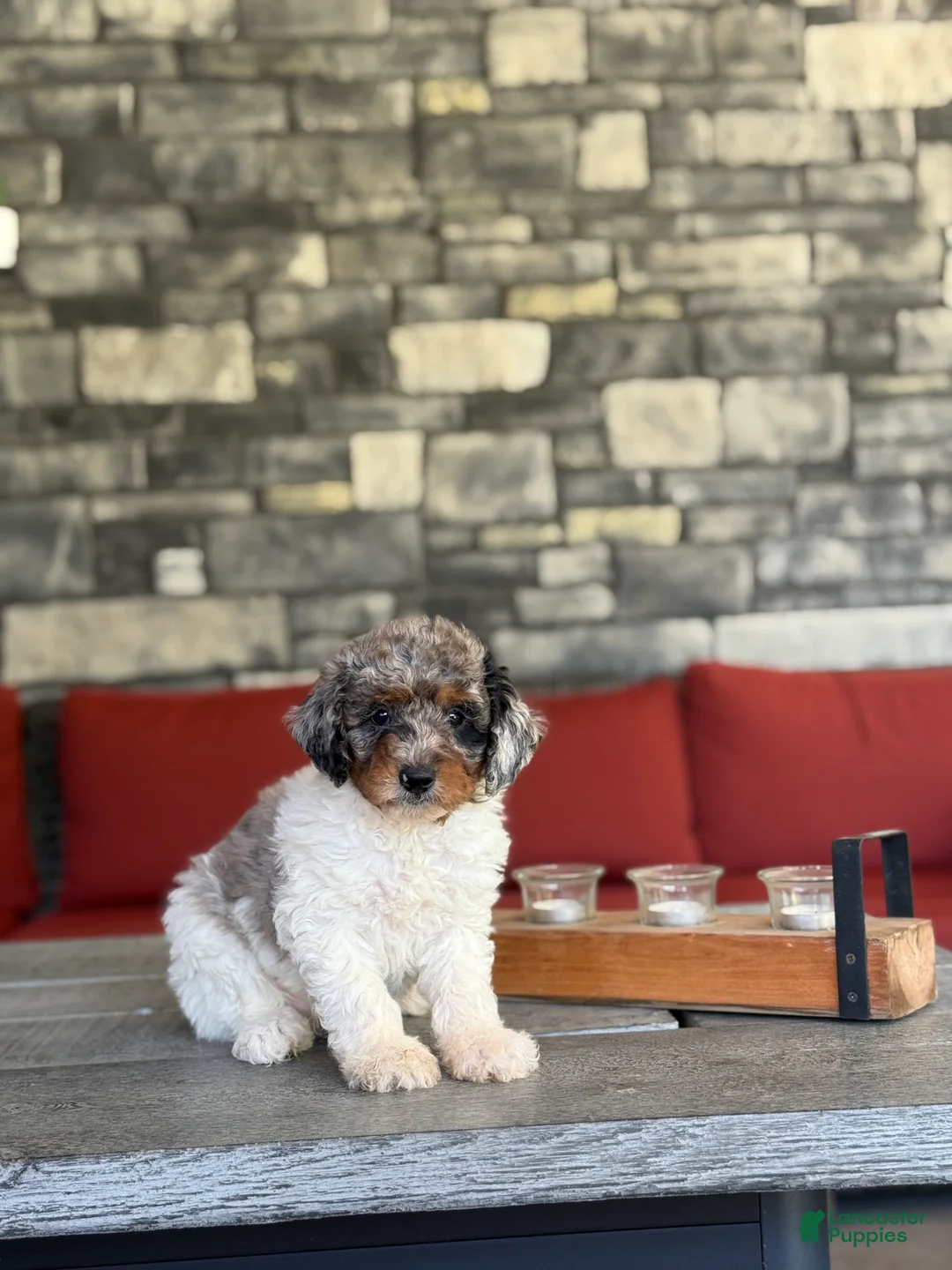 Miniature Poodle dogs for sale: Mo - Ad 1
