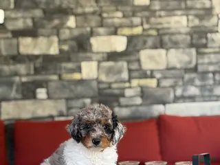 Miniature Poodle dogs for sale: Mo - Ad 2