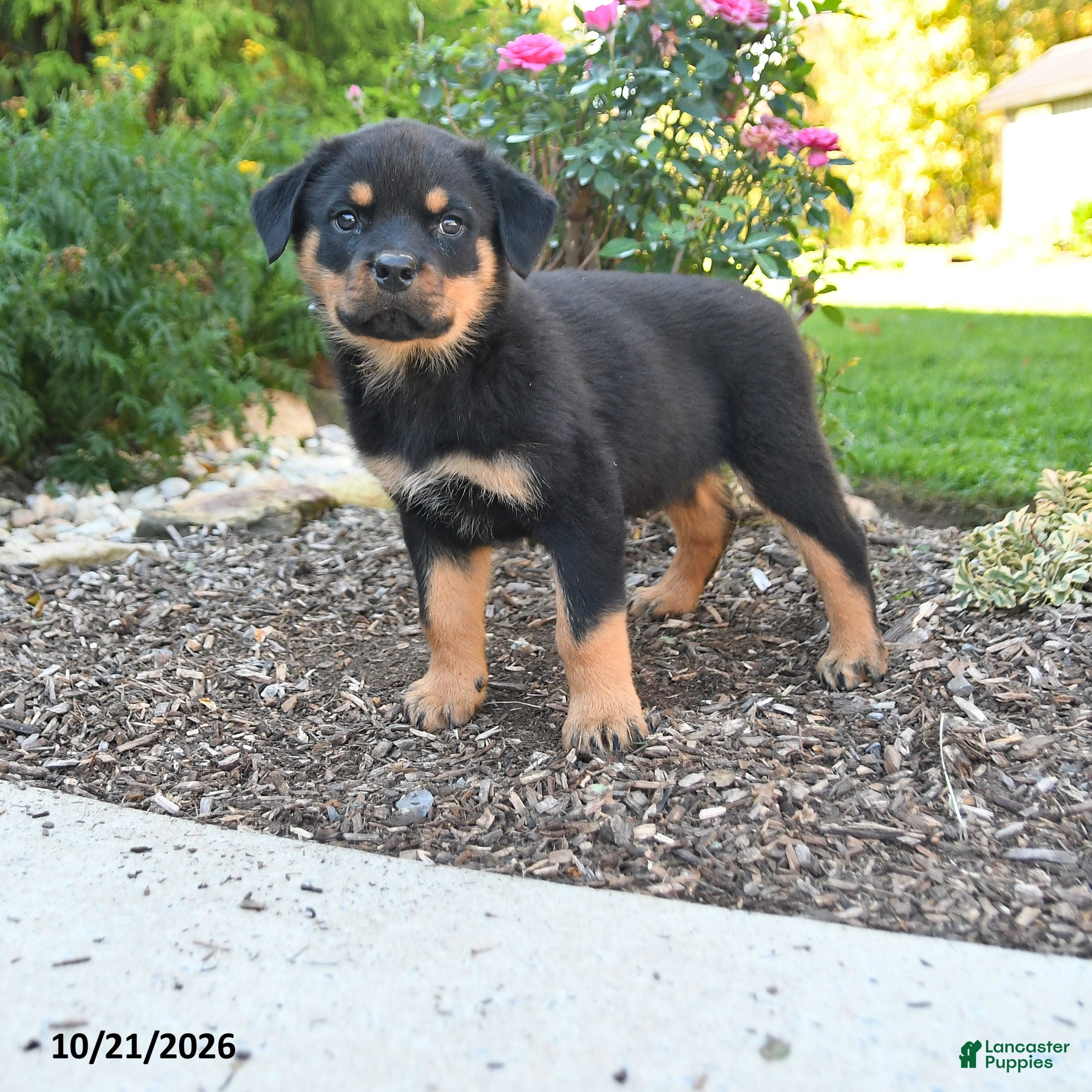 Rottweiler dogs Titan - Ad 1