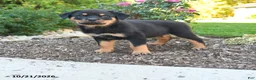 Rottweiler dogs for sale: Titan - Ad 1