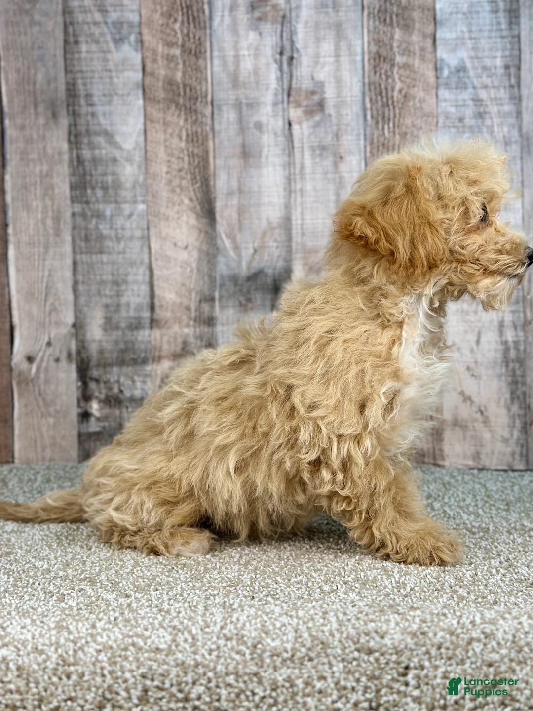 Bichpoo dogs for sale: Boy Eli - 8340 - Ad 3