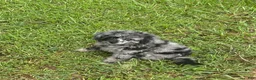 Miniature Poodle dogs for sale: Miniature Poodle 2 - Ad 4