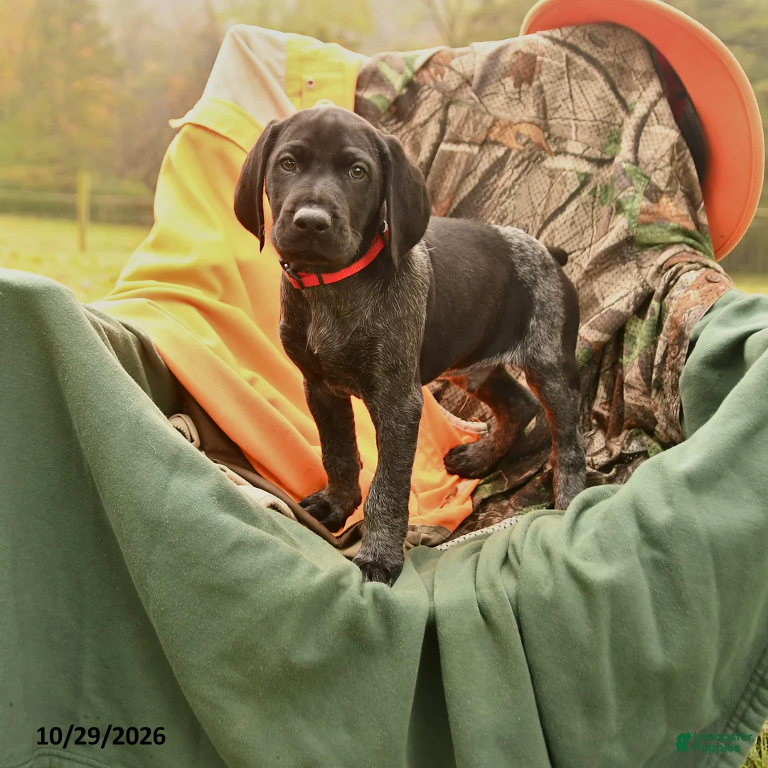 German Shorthaired Pointer dogs for sale: Scout - Ad 1