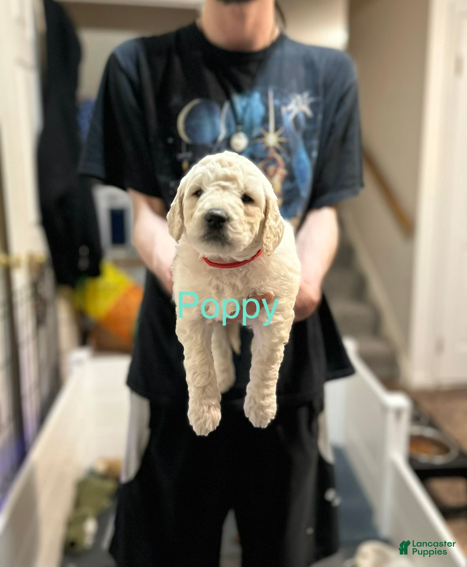 Goldendoodle dogs Poppy Red Female Goldendoodle  - Ad 32