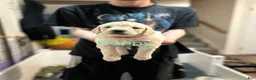 Goldendoodle dogs for sale: Poppy Red Female Goldendoodle  - Ad 6