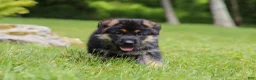 German Shepherd dogs for sale: German Shepherd 1 - Ad 3