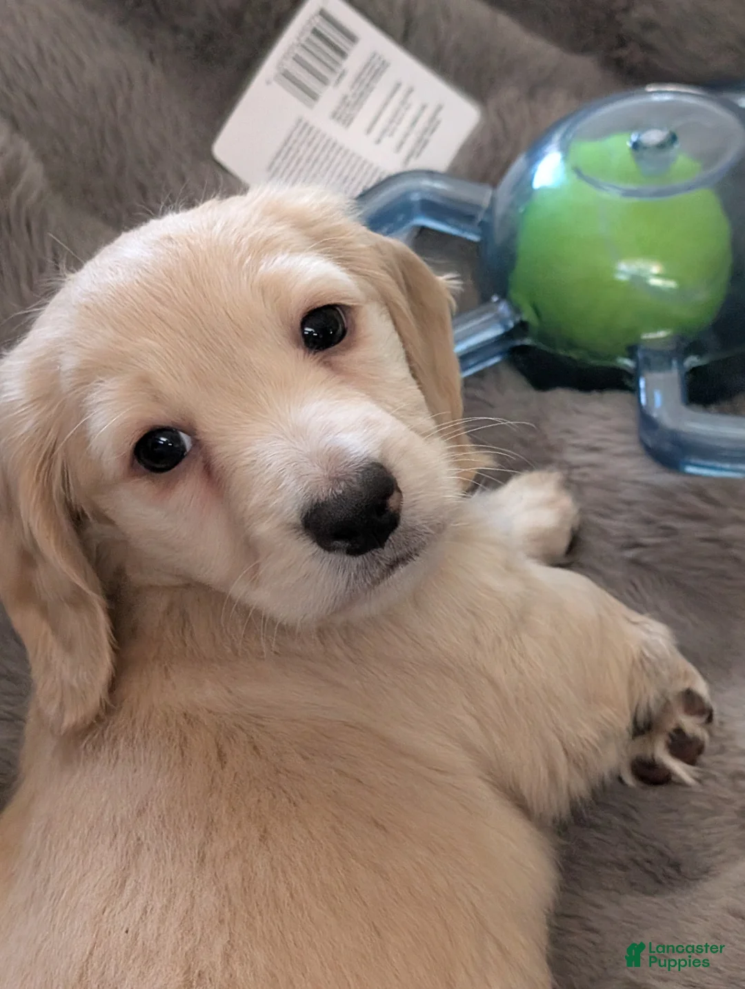 Miniature Dachshund dogs for sale: Miniature Dachshund Puppy 1 - Ad 9