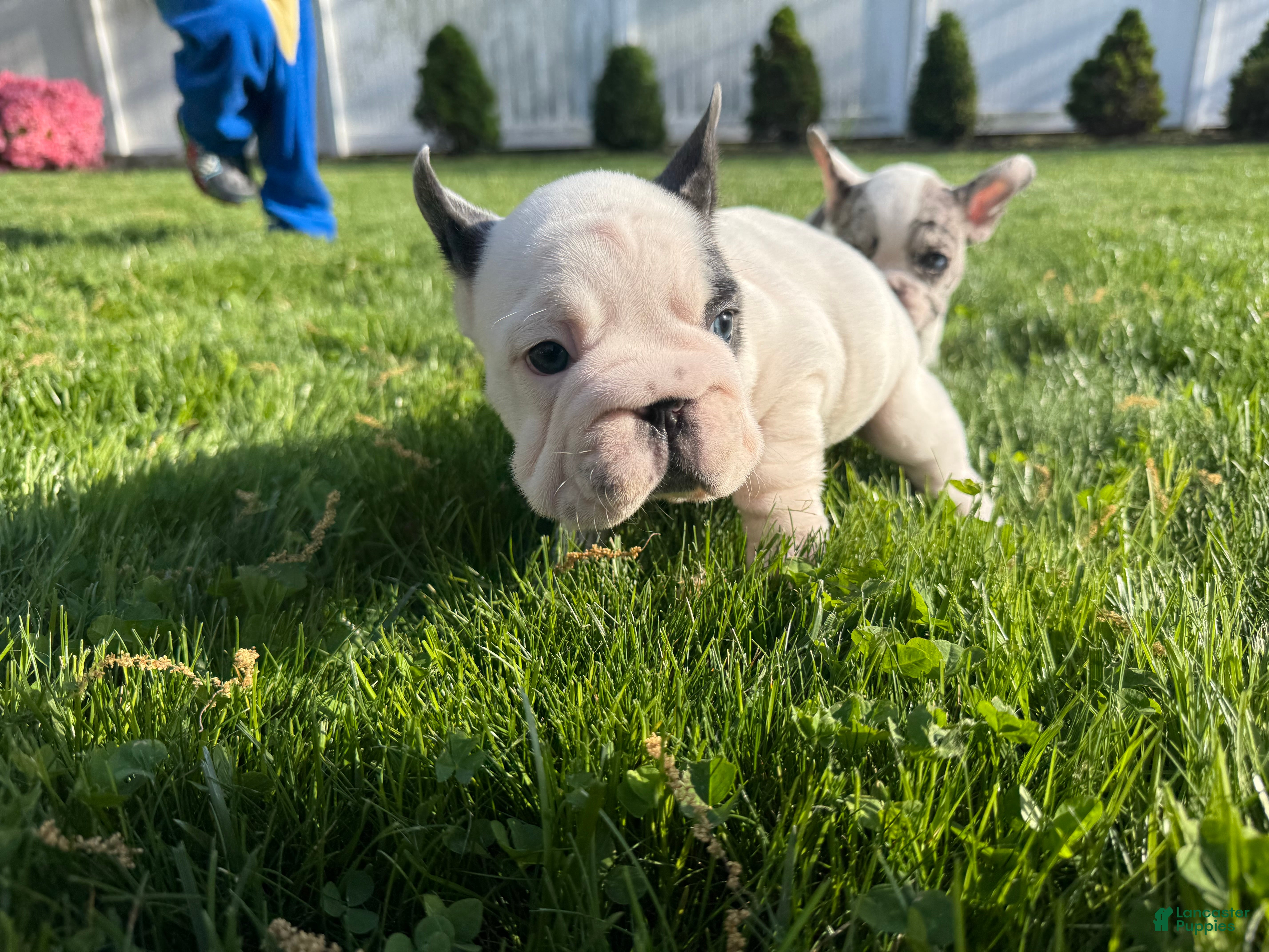 French Bulldog dogs Ying - Ad 2