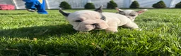 French Bulldog dogs for sale: Ying - Ad 2