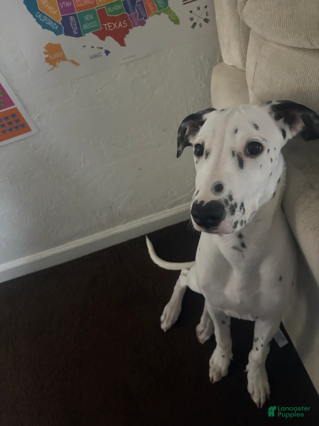 Mixed Breed dogs for sale: Mixed Breed Puppy 1 - Ad 2