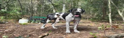 Great Dane dogs for stud: Mozzarella  - Ad 1